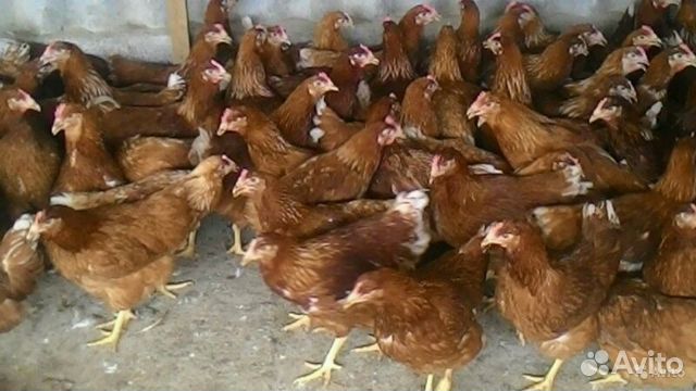 Куры 3 месяца как выглядят Купить недорого птиц 