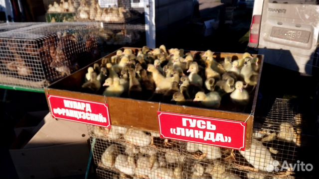 Цыплята подрощеные Серебристые и курочка Кубань купить на Зозу.ру - фотография № 10