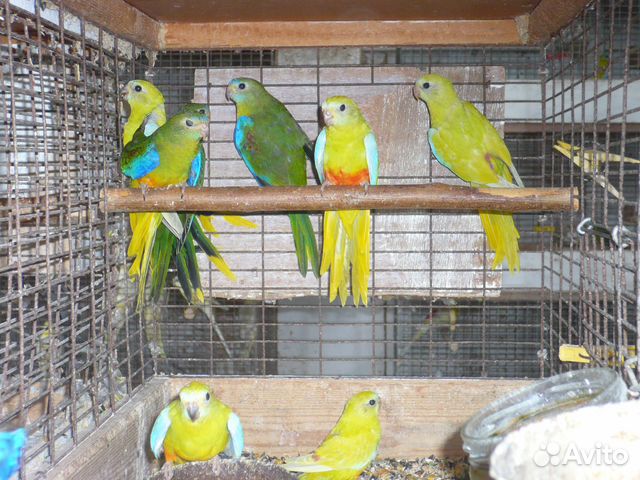 Лазурные попугаи.Волнистые попугаи купить на Зозу.ру - фотография № 1