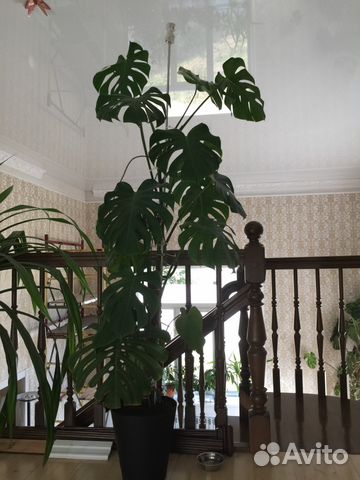 Монстера высотой 3,5 метра