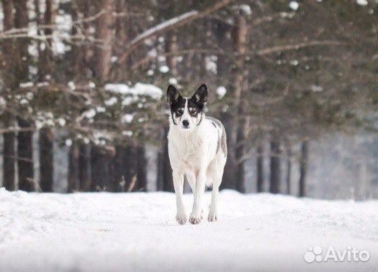 Крупная красивая собака в свой дом, стерилизована купить на Зозу.ру - фотография № 3