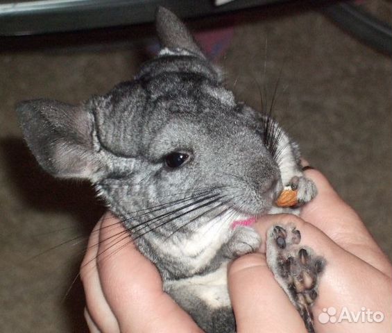 Шиншиллы Шиншиллы