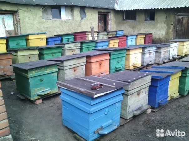 Продам пчёл 40 шт.Ульяновская область купить на Зозу.ру - фотография № 1