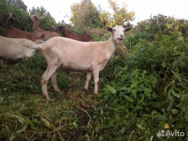 Продам дойных коз и козлят купить на Зозу.ру - фотография № 4