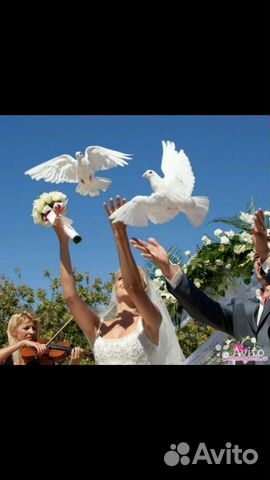 Голуби свадебные,голуби на развод семейств купить на Зозу.ру - фотография № 2