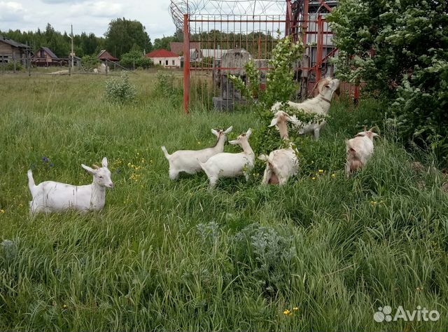 Купить Козу Хабаровский Край