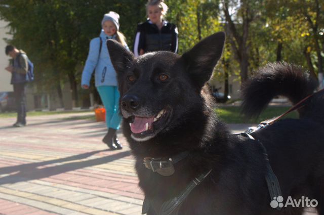 Собака-компаньон купить на Зозу.ру - фотография № 5