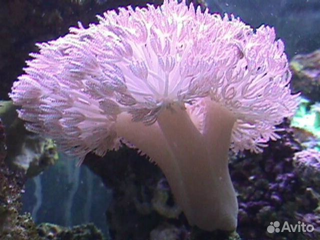 Мягкие кораллы, Кенийские деревца, клавулярии купить на Зозу.ру - фотография № 6