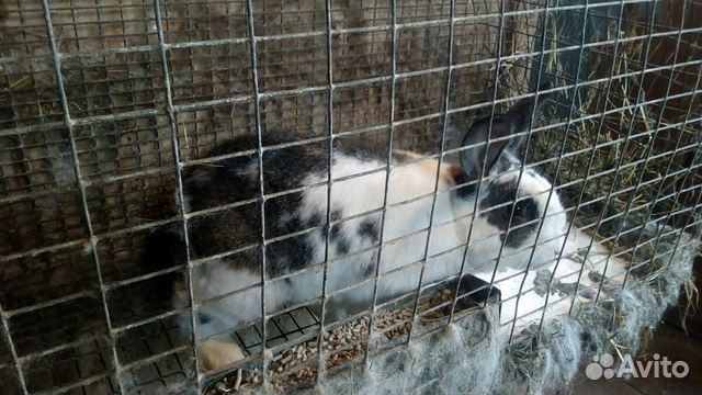 Кролики,крольчата купить на Зозу.ру - фотография № 5