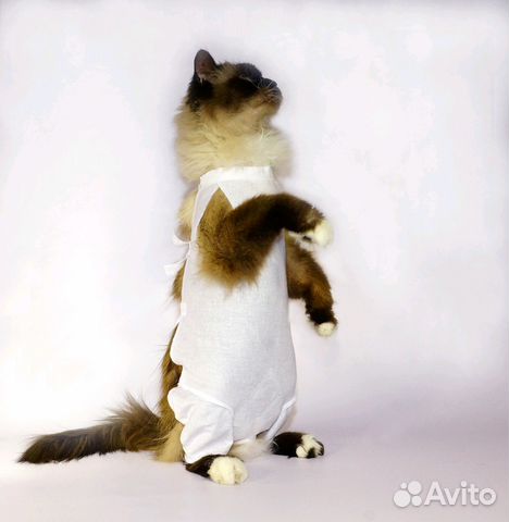Послеоперационная попона (бандаж) для кошки купить на Зозу.ру - фотография № 3