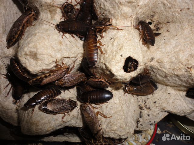 Мраморные тараканы / туркменские тараканы купить на Зозу.ру - фотография № 1