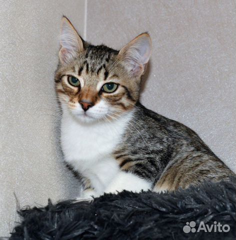Молодой котик Тайгер ищет дом купить на Зозу.ру - фотография № 3