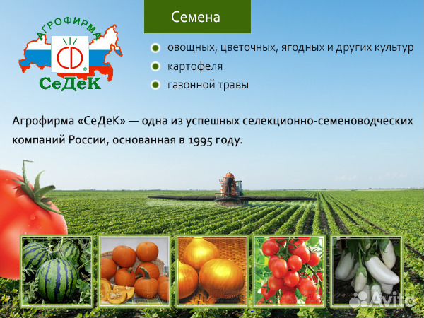 Семена овощных культур фирмы седек