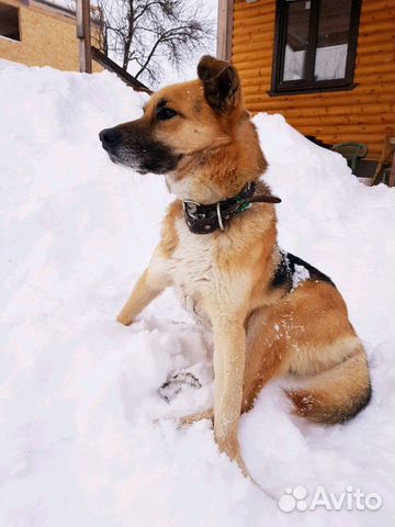 Собака ищет нового хозяина купить на Зозу.ру - фотография № 1