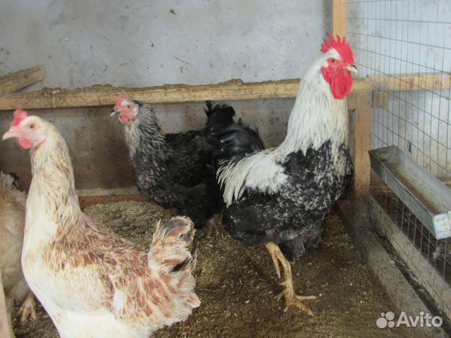 Инкубационные яйца, породистой птицы купить на Зозу.ру - фотография № 6