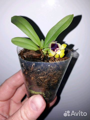 Орхидея Xaraella retrocalla