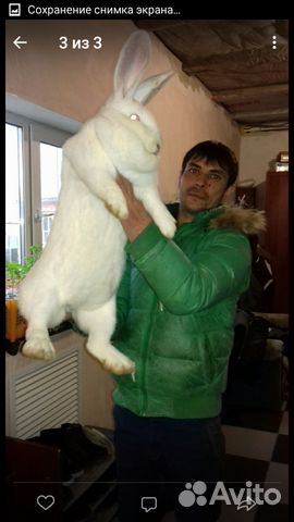Кролик великан купить на Зозу.ру - фотография № 1