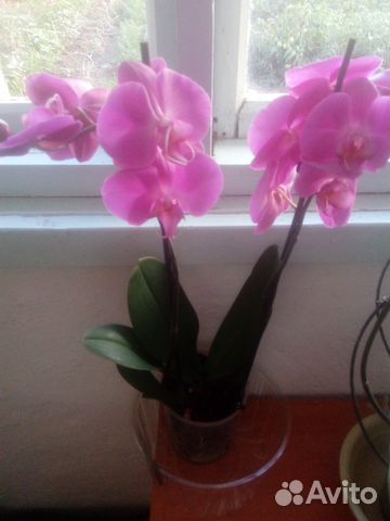 Продам или обменяю орхидеи