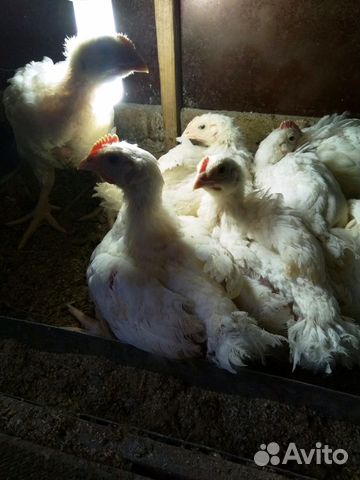 Цыплята бролерные, домашние купить на Зозу.ру - фотография № 8