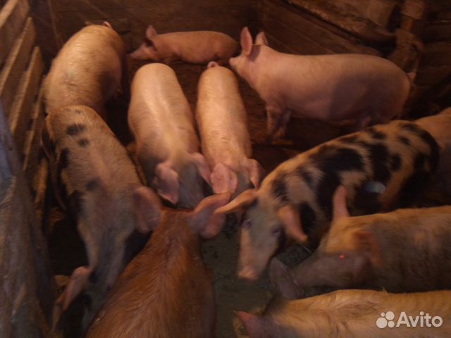 Свиноматки, поросята, мясо купить на Зозу.ру - фотография № 3