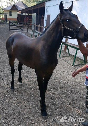 Продаётся конь,возраст 1,8полукровка,очень крупны купить на Зозу.ру - фотография № 1