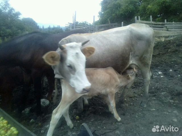 Корова с теленком (бычок)
