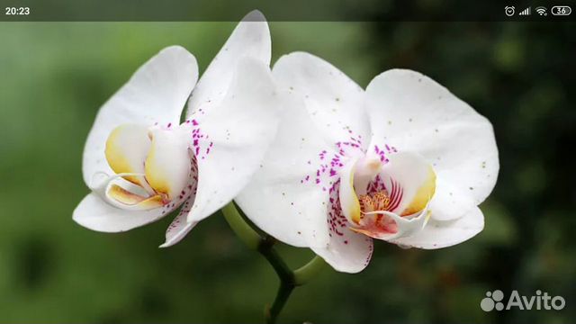 Орхидея (фаленопсис) детка