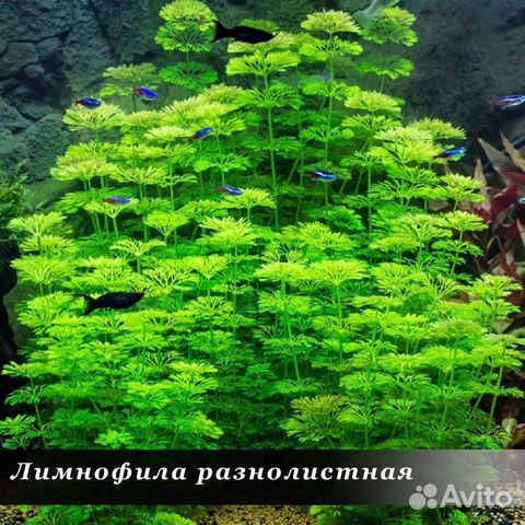 Растения для аквариума купить на Зозу.ру - фотография № 4