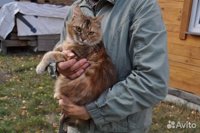 Молодая кошка -зайчонок в добрые руки купить на Зозу.ру - фотография № 6