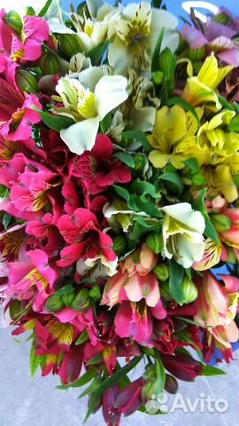 Альстромерия от производителя,оптом и в розницу