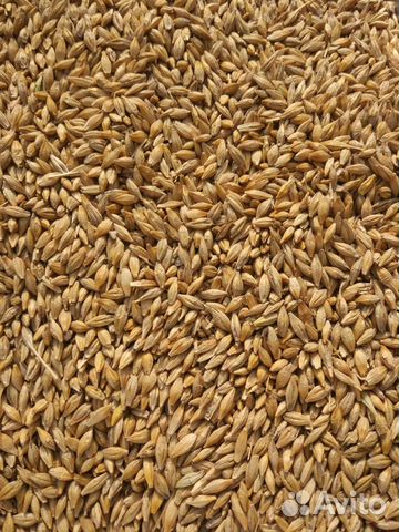 Зерно фасованное: пшеница, овес, ячмень и др купить на Зозу.ру - фотография № 2