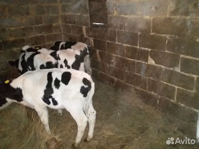 Телята бычки,мясной породы купить на Зозу.ру - фотография № 10