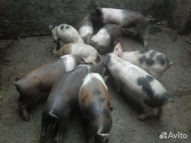 Поросята, свинки, свиноматки, хряк купить на Зозу.ру - фотография № 2
