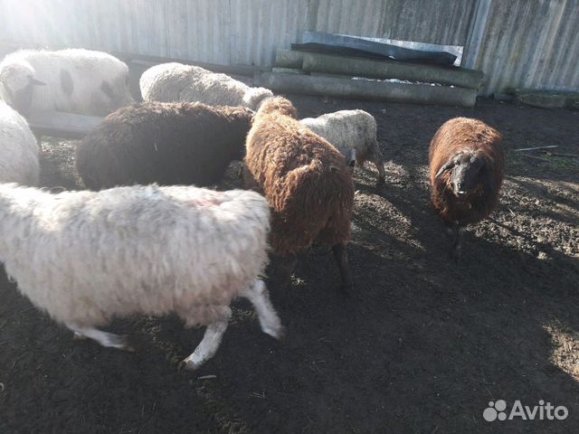 Продаются Овцы купить на Зозу.ру - фотография № 6