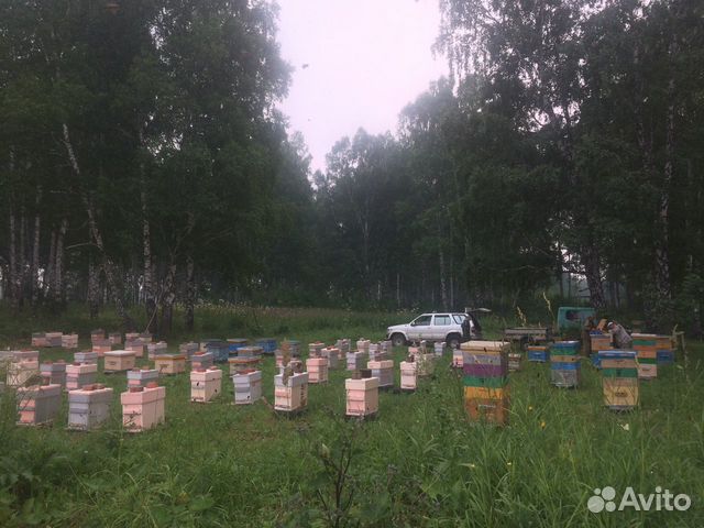 Пчеломатки Карника F1 купить на Зозу.ру - фотография № 7