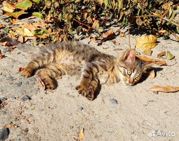 Очаровательный котик хочет домой купить на Зозу.ру - фотография № 2