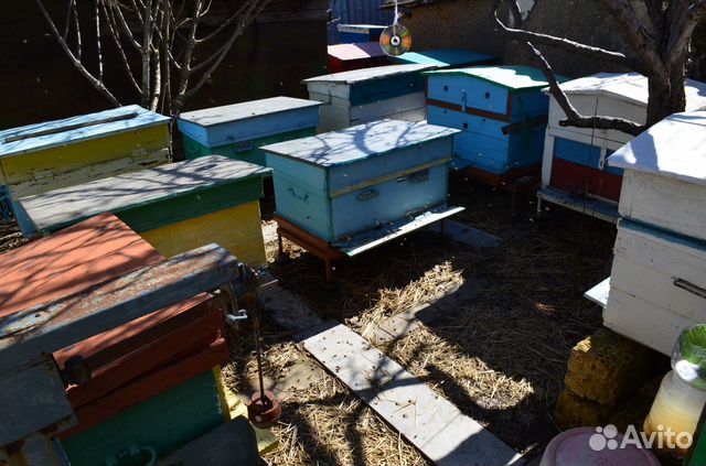Продам 6 пчелосемей купить на Зозу.ру - фотография № 5