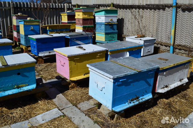 Продам 6 пчелосемей купить на Зозу.ру - фотография № 4