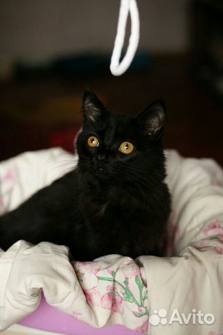 Котик Яшка