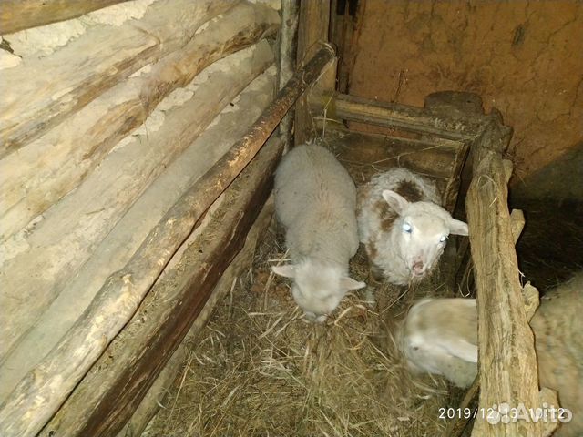 Ягнята, овцы купить на Зозу.ру - фотография № 4