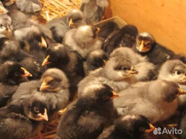 Вывод цыплят под заказ купить на Зозу.ру - фотография № 2