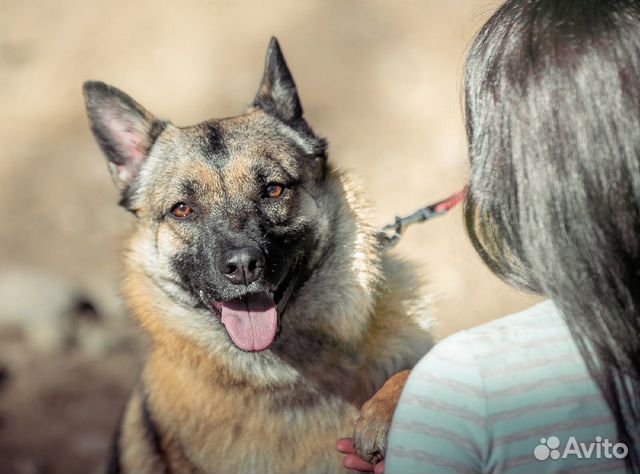 Собака Эмилия ищет дом,ей 3 года купить на Зозу.ру - фотография № 2