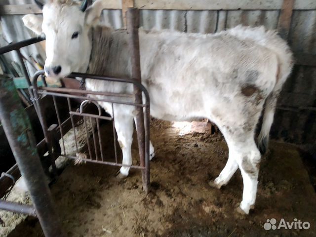 Коровы и телки купить на Зозу.ру - фотография № 9