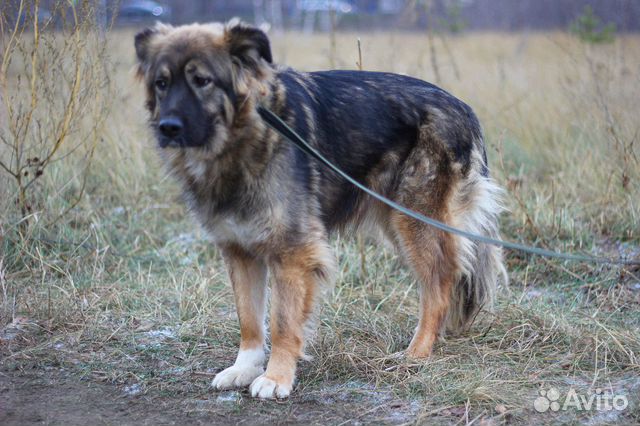 Очень нежная собака из приюта в дар купить на Зозу.ру - фотография № 10