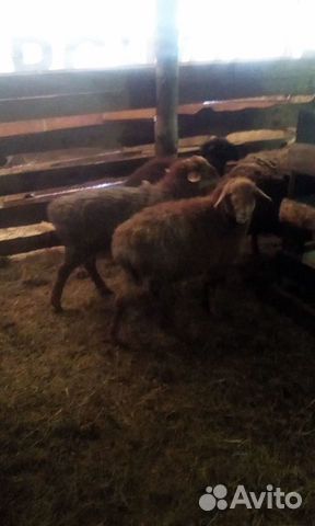 Овцы курдючные, живым весом купить на Зозу.ру - фотография № 3