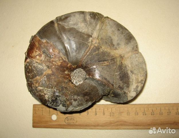 Крупный аммонит из каменной конкреции
