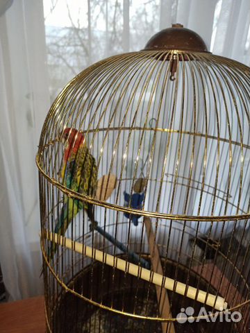 Розелла попугай с клеткой купить на Зозу.ру - фотография № 1