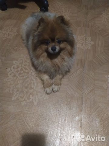 Spitz