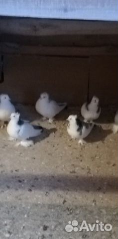 Ленинаканские бойные голуби купить на Зозу.ру - фотография № 2