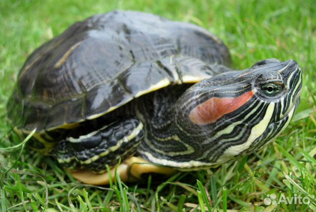 Самка красноухой черепахи купить на Зозу.ру - фотография № 1